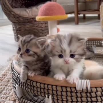 cute and beautiful kittens playing together
