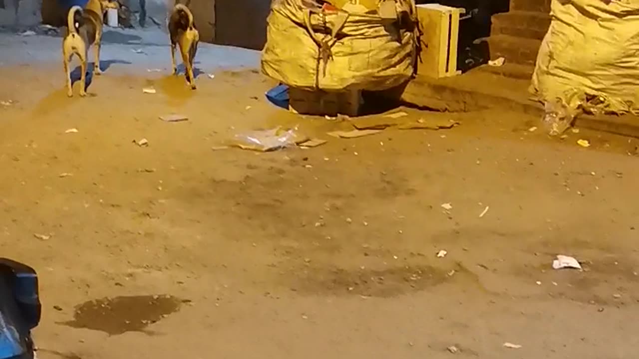 The courage of a cat in the face of two stray dogs