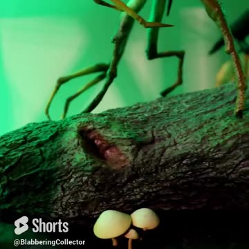 What Is A Bowtruckle? #pickett #fantasticbeasts #newtscamender #wizardingworld #harrypotter