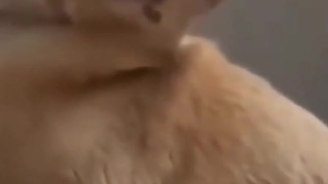 dog taking masage for good health😳😘❤️#dog #animals #pet #shorts #dogfight #dognut cafe