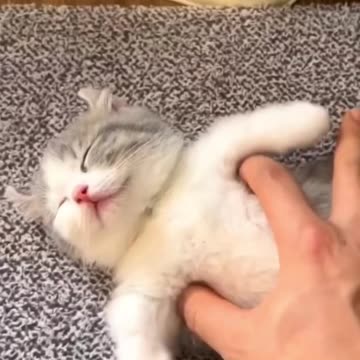 😹Cats Doing Cat Things😹 #5