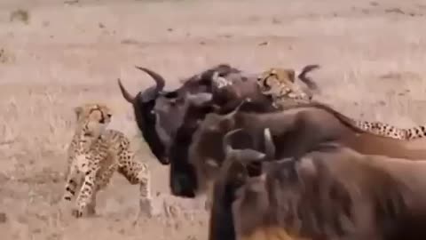 Wildlife & Funs