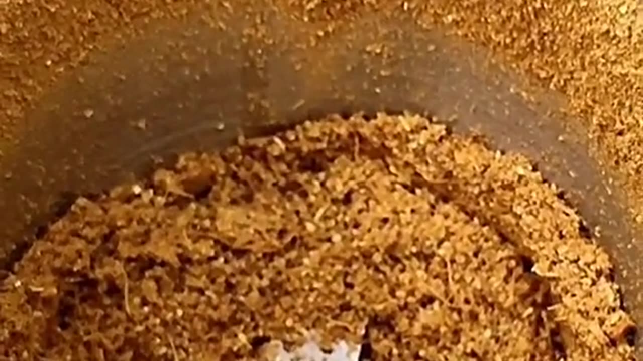 Haleem