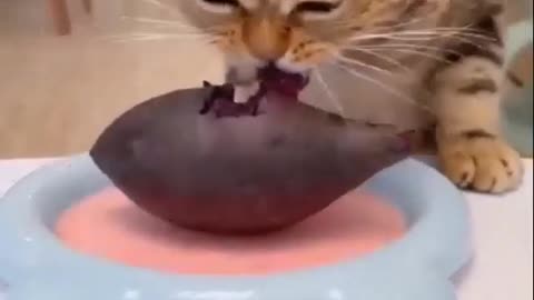 Kitten eating