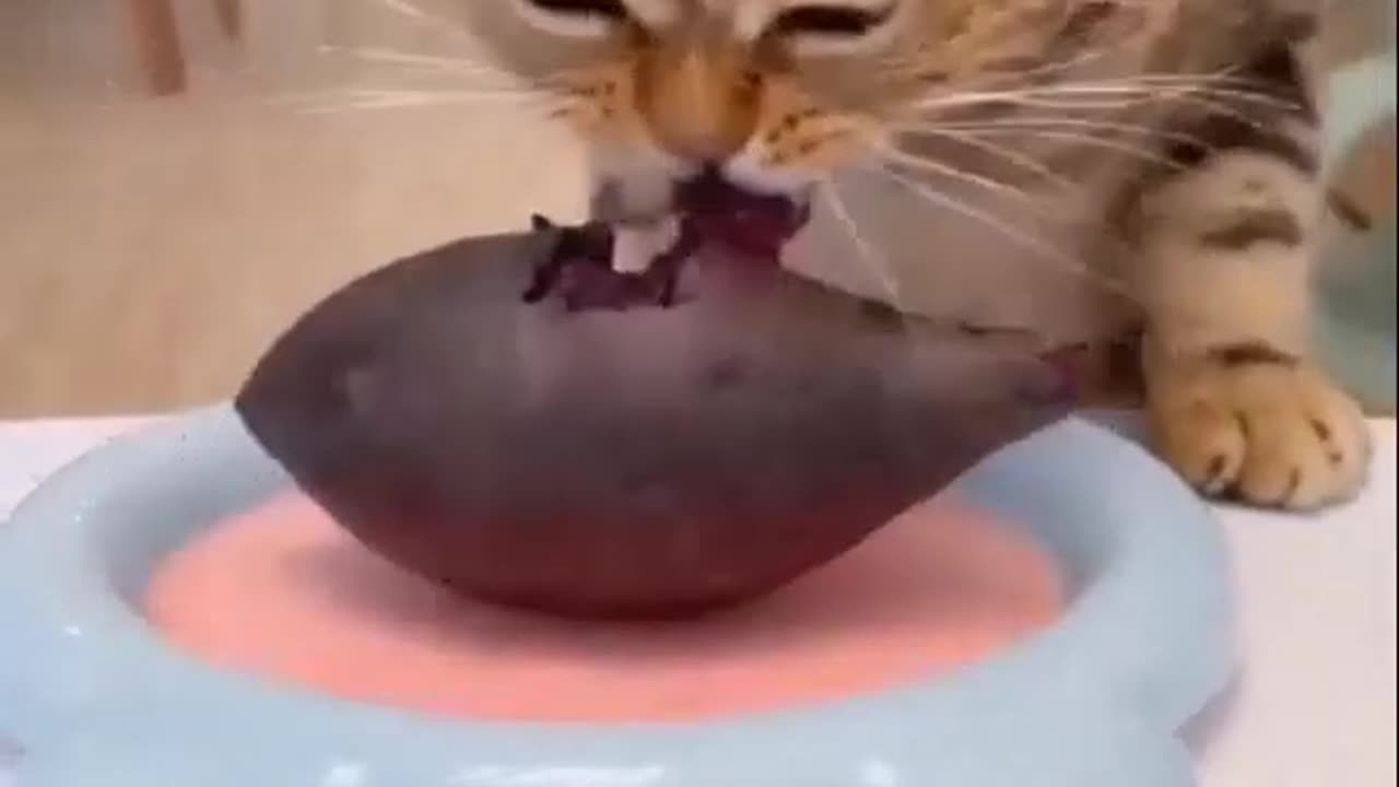 Kitten eating