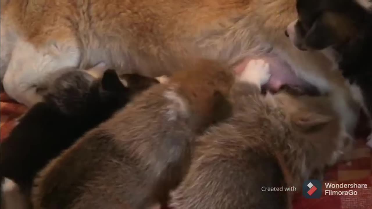 Mother dog feed her children