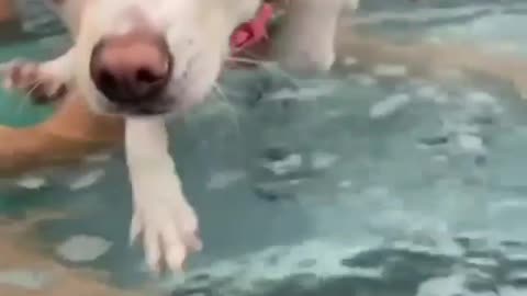 I am try to swim... But they are not putting me in a water