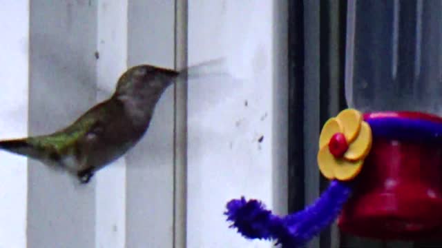 Hummingbird