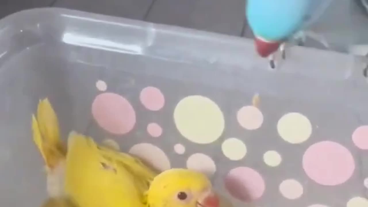 The Colorful Chatterbox: A Playful Parrot's World