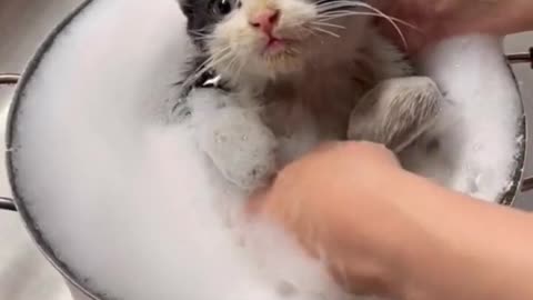 BATH FOR KITTEN