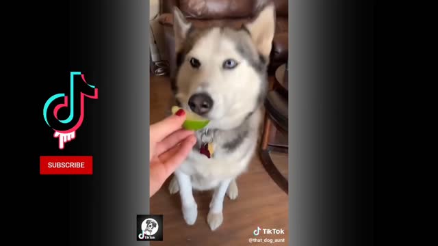 Dog funny moments.🐕🦺🦮🤣