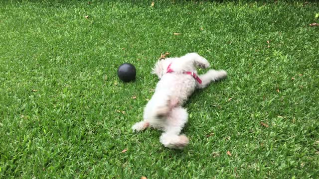 DOG PLAY1