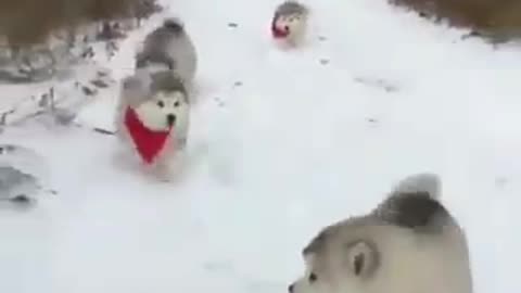 dogs walking on snowy path
