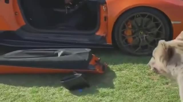 Bear breaks 300.000$ Lamborghini