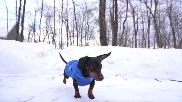 Crusoe the Dachshund on Neighborhood Watch Duty