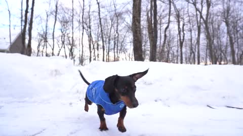Crusoe the Dachshund on Neighborhood Watch Duty