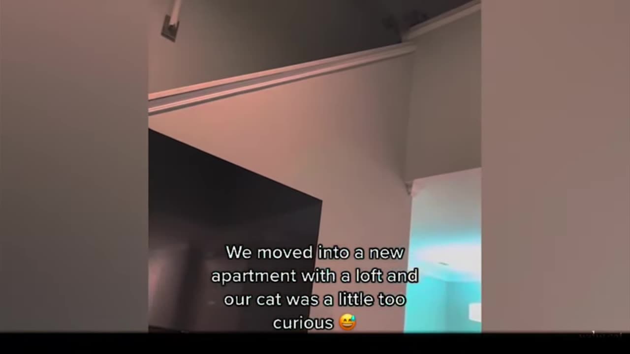 Funny cat video