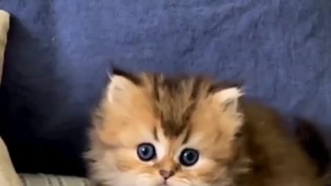 Catsloves1st such à cutie🥰