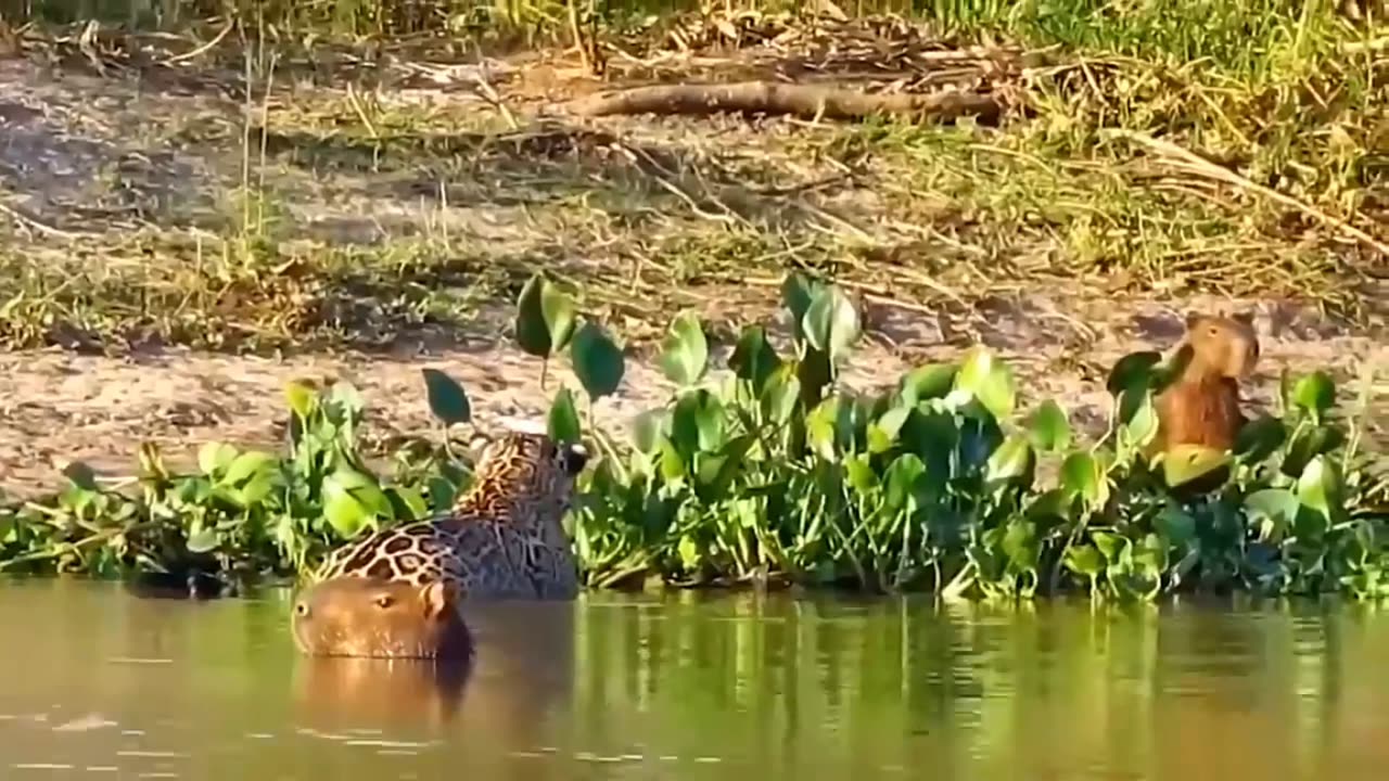 Jaguar VS Giant otter Confrontation Ends With a Fatal Head bite ] Survival battle. Part 3