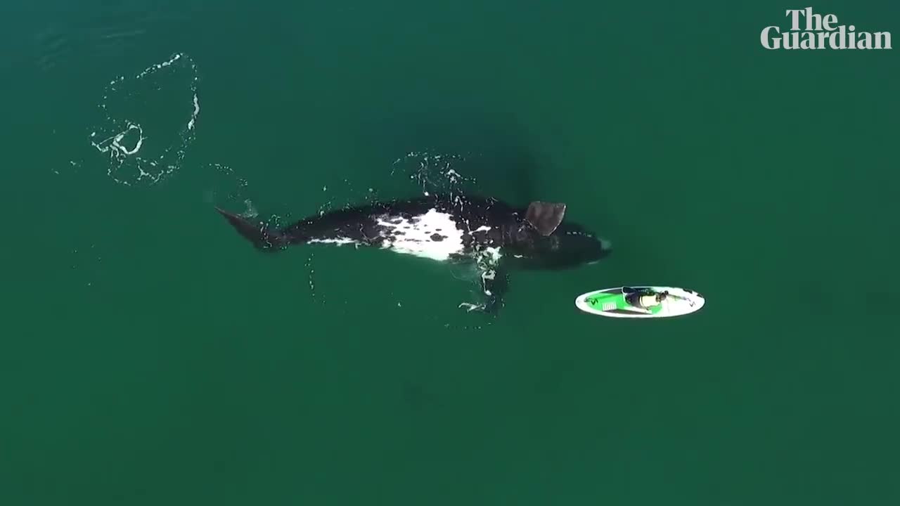 Curious southern right whale nudges paddleboarder in Argentina