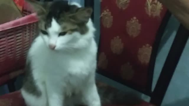 Funny Cat