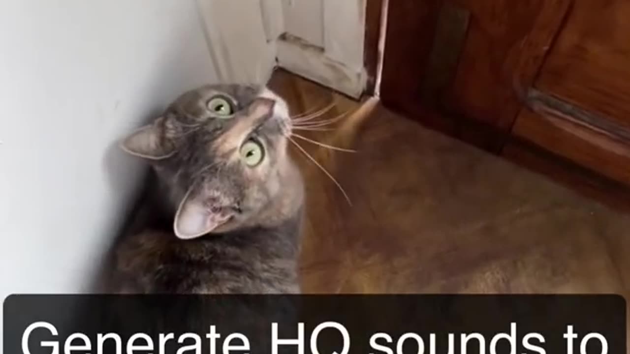 Meow sound to attract cats-sound that attract your cats to you.