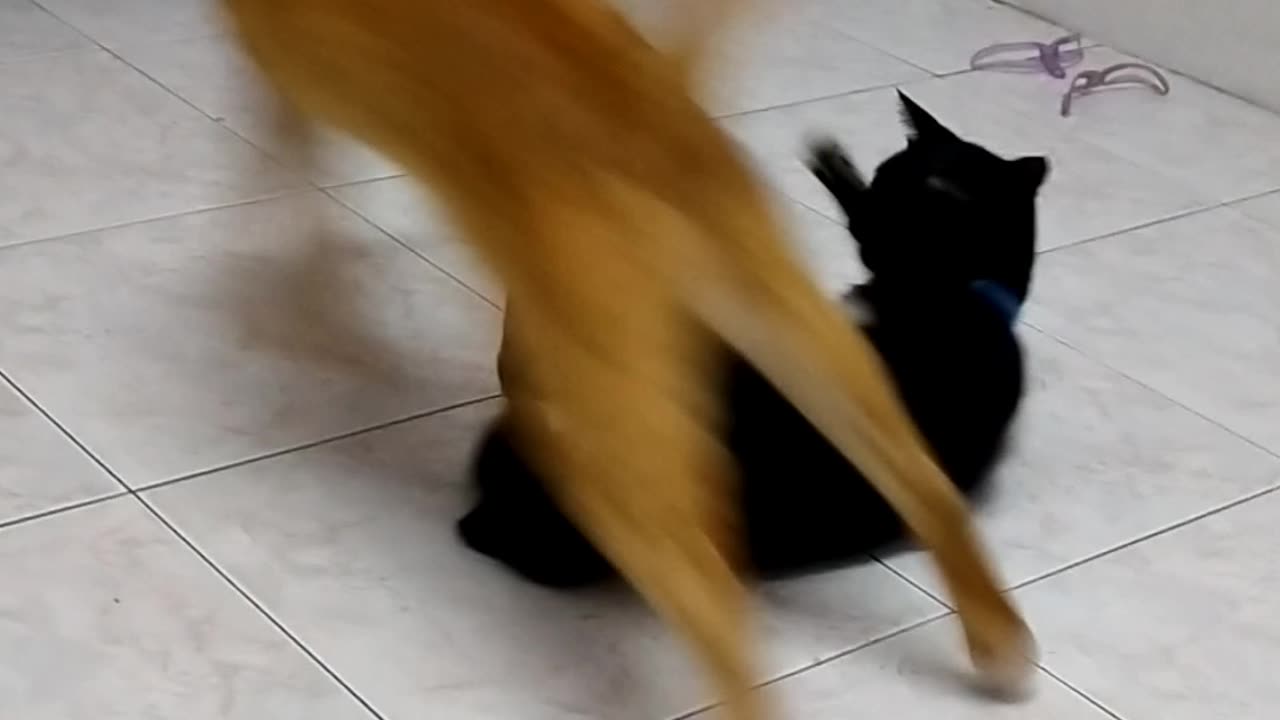 Kung fu cats