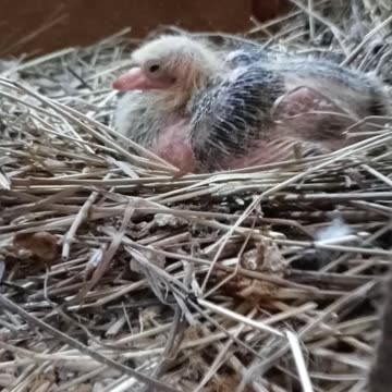 Flock it Farm: Baby pigeon