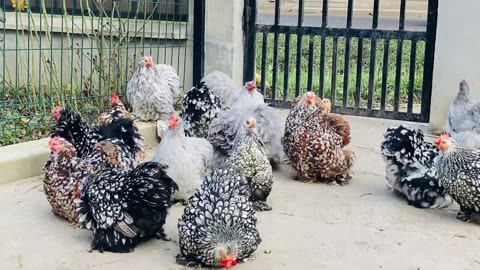 Cochinchina pitic Chicks Breeding