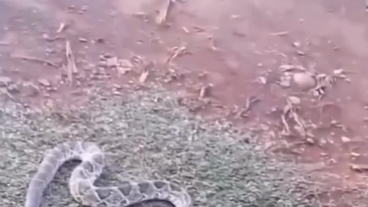 Funny cat fight's