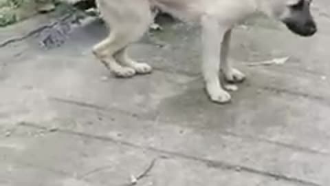 Don't Miss Out On These Heartwarming Dog Moments!