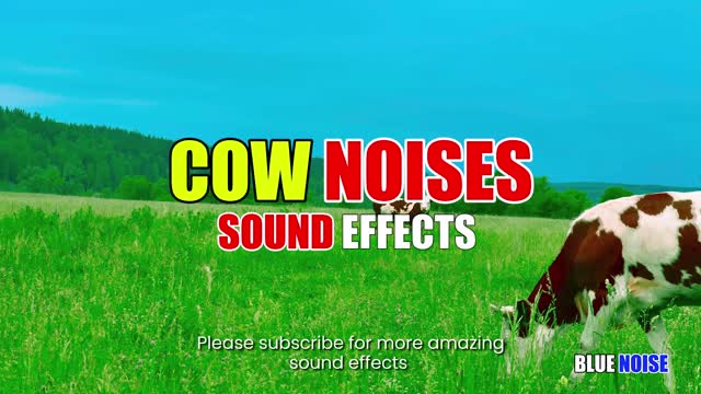 Cow moo sound effects