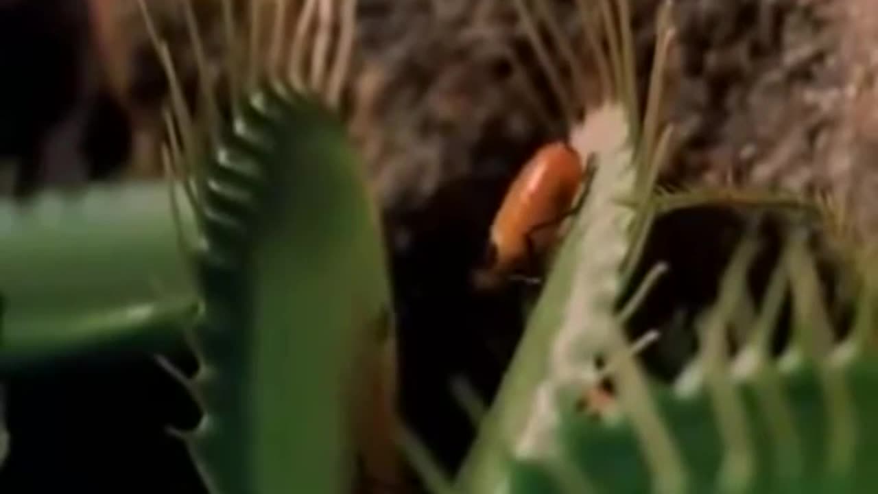 The Secret Life of Plants (1973)