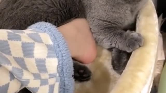 My little cat is too! Too! Lovely!