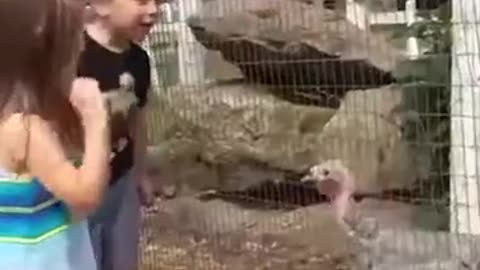 Animal Funny Moment