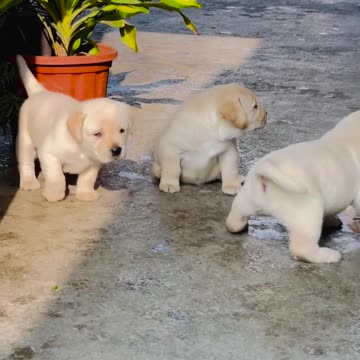 My cute puppy animal beautiful animals 🤩😍🥰