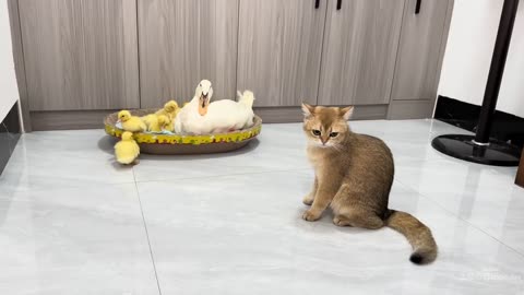 The mother duck took the ducking to find the bany kitten