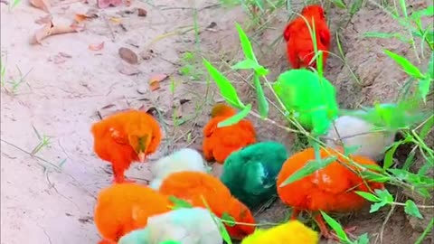 100 colourful chick's 🐥🐣