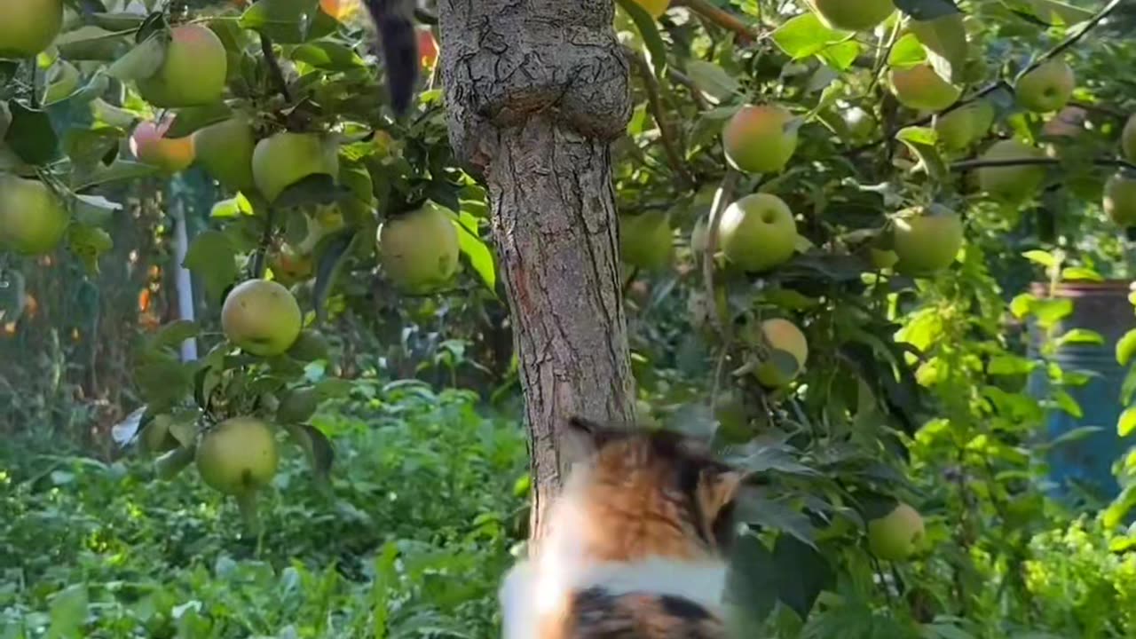 Cute kittens playing around apple tree