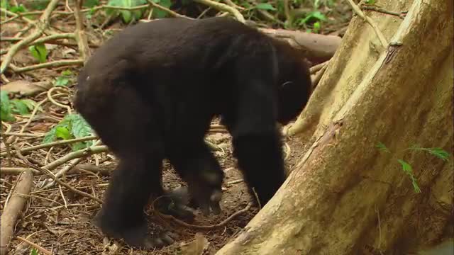 gorilla animal for kids