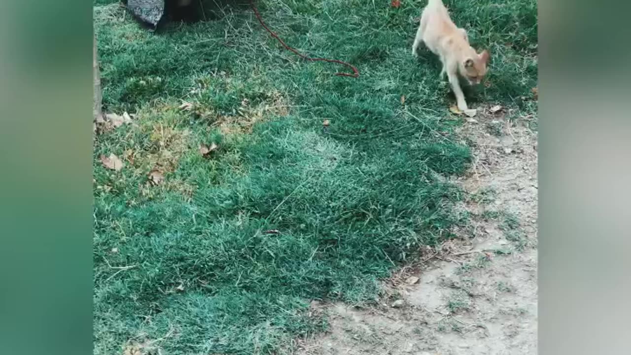 2 cute cats are arguing 😂😂😂🤯🤯🤯