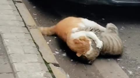 The best funny video that you can watch in 2023