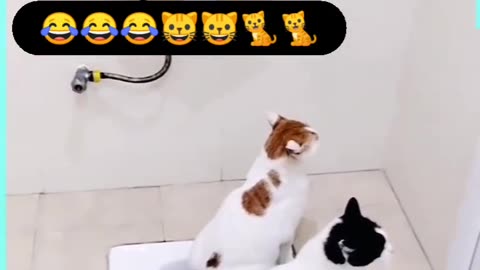 Fanny cat bathroom fanny video