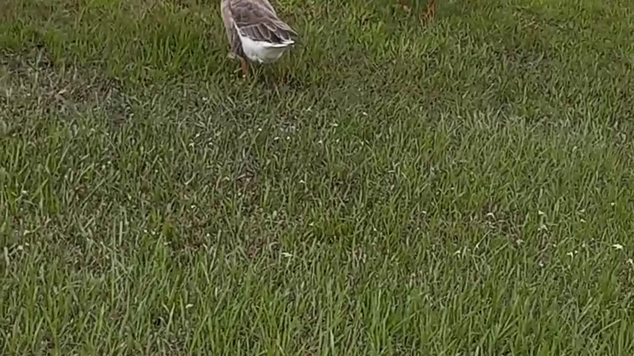 Ranchettes Neighbors love birds, too