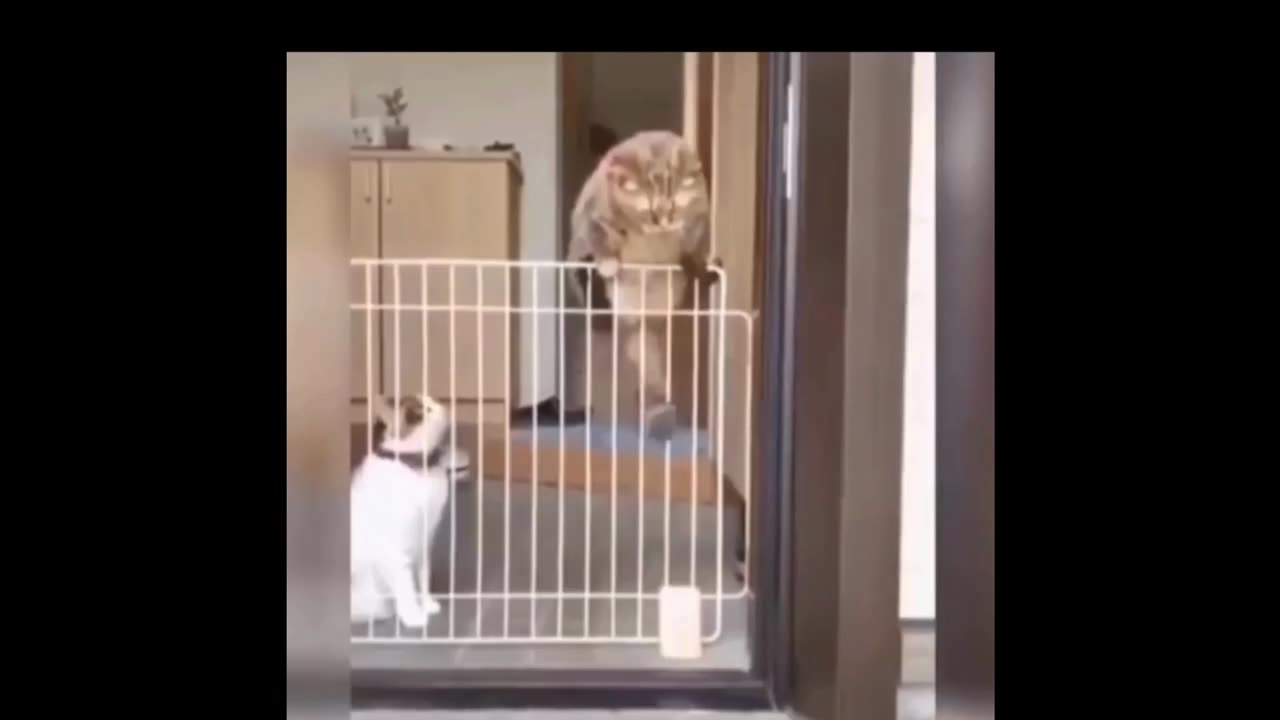 cat life funny videos Funny Animal