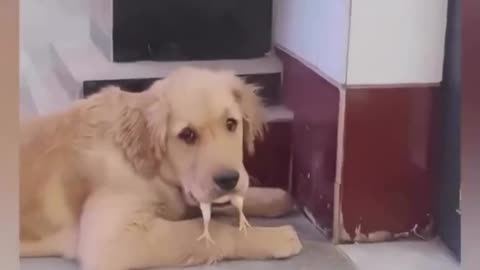 Doggy eats chicken