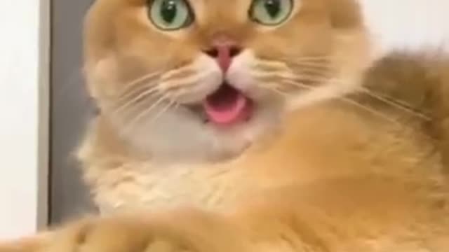 Cat's funny video cat's meow meow meow meow meow meow meow cat