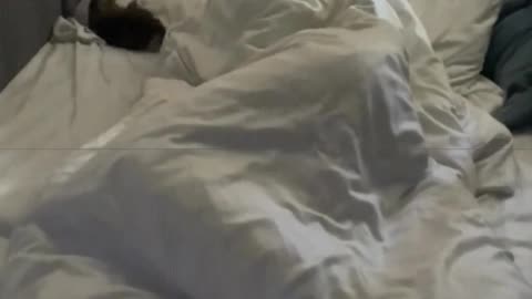 This little cat jumps around on the bed every night