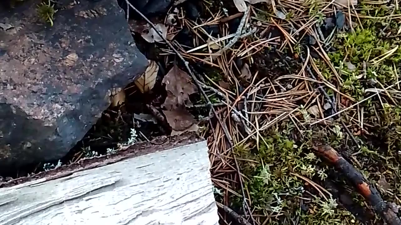 Nuotion sytyttelyä märillä puilla