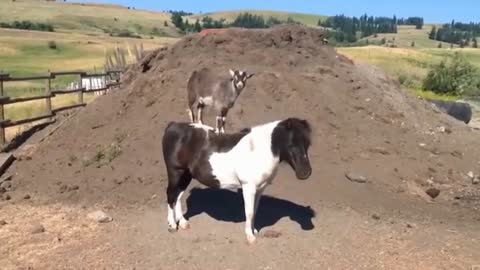 Friendship between Pony and Goat